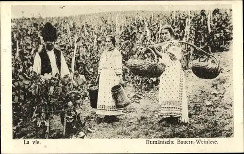 Ak Rumänien, Bauern bei der Weinlese, Trachten