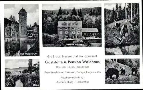 Ak Hessenthal Mespelbrunn im Spessart, Pension Waldhaus, Schloss Mespelbrunn, Elsava, Wild