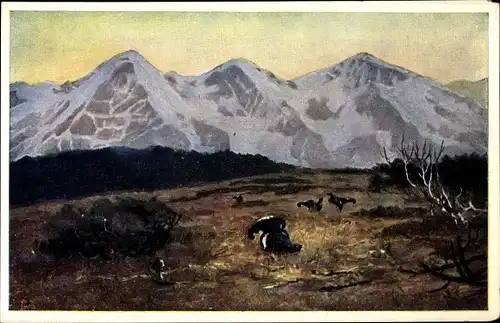 Künstler Ak Auerhühner auf einer Wiese, Gebirge