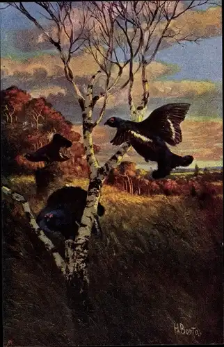 Künstler Ak Barta, H., Auerhühner, Birke