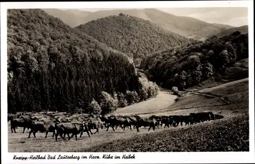 Ak Bad Lauterberg im Harz, Kühe im Heibek