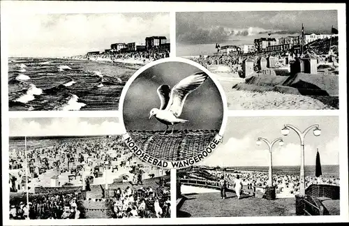 Ak Nordseebad Wangerooge in Ostfriesland, Möwe, Strandpartie