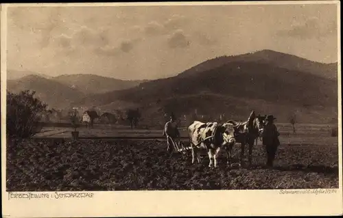 Ak Schwarzwaldidylle, Feldbestellung im Schwarzwald, Rinderpflug