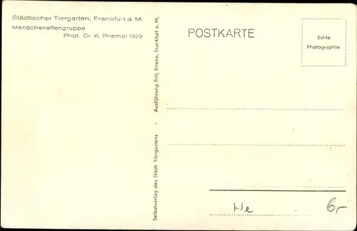 Ak Städtischer Tiergarten Frankfurt am Main, Menschenaffengruppe, Schimpansen am Tisch