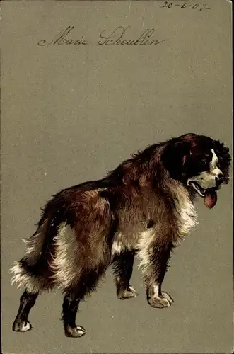 Präge Litho Bernhardiner Hund, Hundeportrait