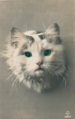Material Ak Hauskatzen, Katzenportrait