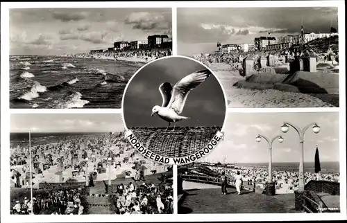 Ak Nordseebad Wangerooge in Ostfriesland, Strandpartie, Möwe