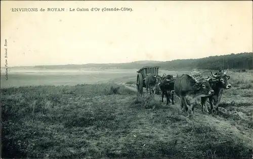 Ak Le Galon d'Or La Tremblade Charente Maritime, Grande Cote, Rinderkarren