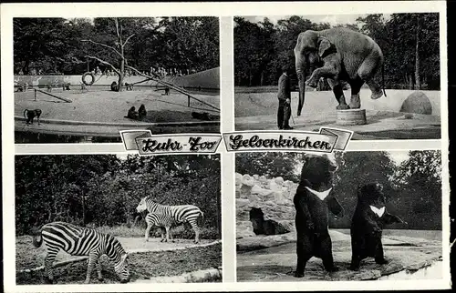 Ak Gelsenkirchen im Ruhrgebiet, Ruhr Zoo, Elefant, Bären, Zebras, Affen