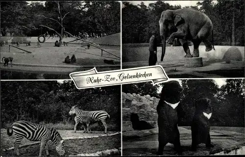 Ak Gelsenkirchen im Ruhrgebiet, Ruhr Zoo, Elefant, Bären, Zebras, Affen