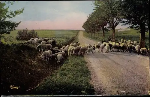 Ak Berry Cher, Flaneries, Les moutons du Berry