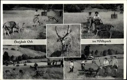 Ak Bad Orb am Spessart, Partie im Wildpark, Hirsche