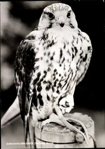 Ak Berlebeck Detmold im Teutoburger Wald, Adlerwarte, Würgefalke