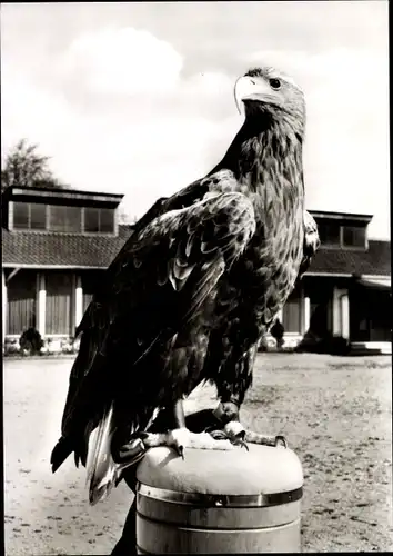 Ak Berlebeck Detmold im Teutoburger Wald, Adlerwarte, Adler