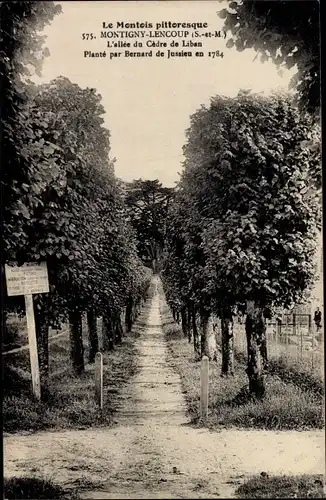 Ak Montigny Lencoup Seine et Marne, L'Allee du Cedre de Liban, plante par Bernard de Jussieu en 1784