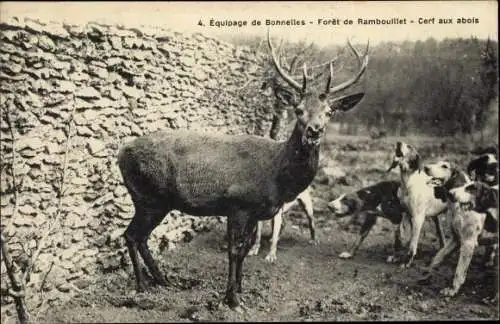 Ak Foret de Rambouillet Yvelines, Equipage de Bonnelles, Cerf aux abois