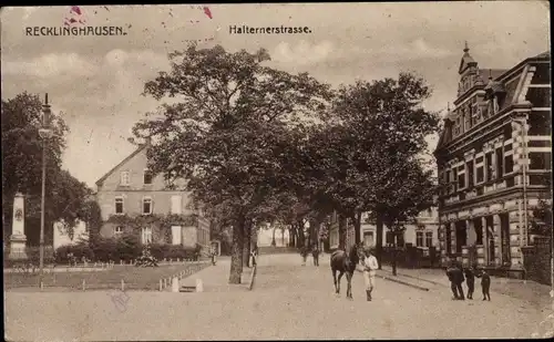 Ak Recklinghausen im Ruhrgebiet, Halternerstraße, Pferd