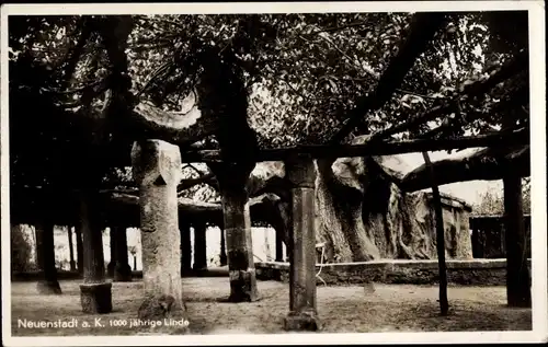 Ak Neuenstadt an der Linde Neuenstadt am Kocher, 1000 jährige Linde