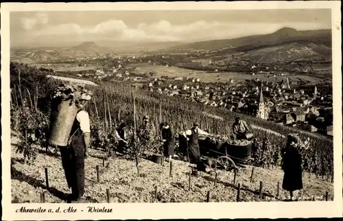 Ak  Ahrweiler in Rheinland Pfalz, Weinlese