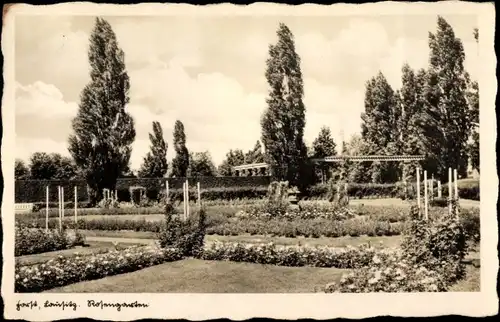 Ak Forst in der Niederlausitz, Rosengarten