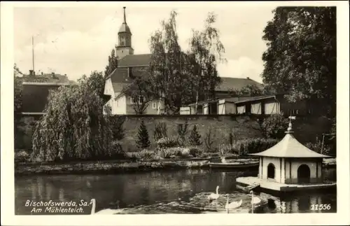 Ak Bischofswerda in Sachsen, Am Mühlenteich, Schwäne