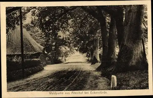Ak Altenhof bei Eckernförde, Wald