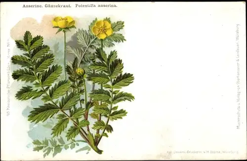 Ak Anserine, Gänsekraut, Potentilla anserina, Kneipp'sche Pflanzenbilder