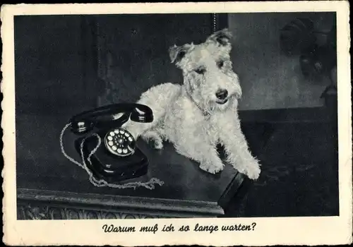 Ak Warum muss ich so lange warten, Terrier, Telefon