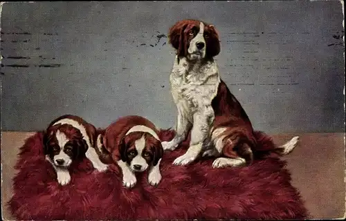Künstler Ak Hunde, Bernhardiner, Welpen