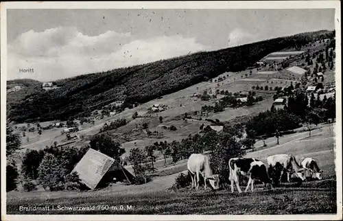 Ak Brandmatt Sasbachwalden im Schwarzwald^, Rinder, Landschaft