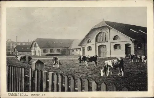 Ak Radolfzell am Bodensee Landkreis Konstanz, Viehhalle, Kühe auf der Weide