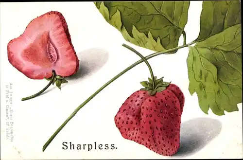 Ak Sharpless, Erdbeeren, Unser Beerenobst in Feld und Garten