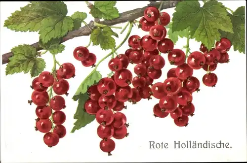 Ak Rote Holländische, Johannisbeeren