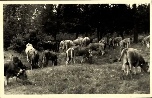 Foto Ak Rinder auf der Weide, Fotograf H. Geiling, Jena