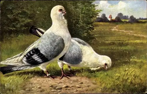 Künstler Ak Müller, August, Zwei Tauben auf einer Wiese