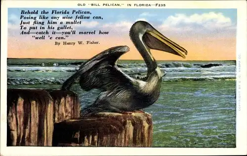 Ak Florida USA, Old Bill Pelican, Pelikan