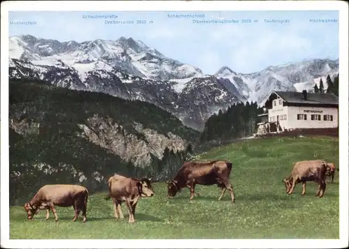 Ak Garmisch Partenkirchen in Oberbayern, Partnachalm, Weide, Kühe, Alm, Berge