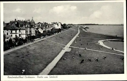 Ak Nordseebad Cuxhaven, Kühe am Seedeich, Luftbild