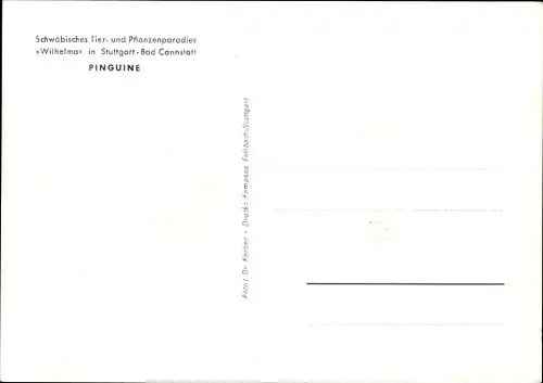 Ak Cannstatt Stuttgart in Baden Württemberg, Tier- und Pflanzenparadies Wilhelma, Pinguine