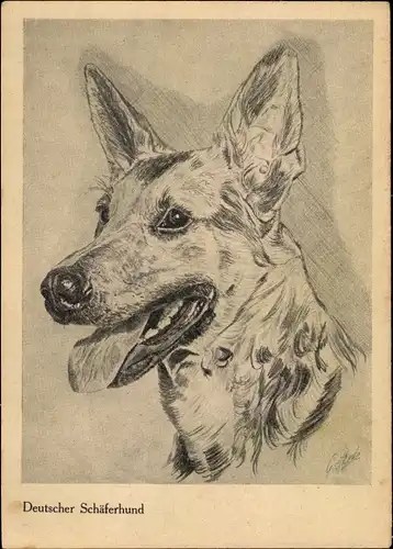 Künstler Ak Deutscher Schäferhund, Hundeportrait