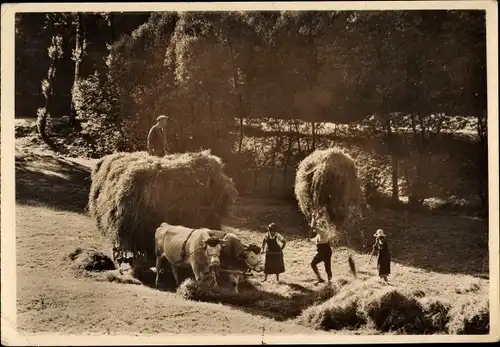 Foto Ak Bauern bei der Heuernte, Ochsenkarren