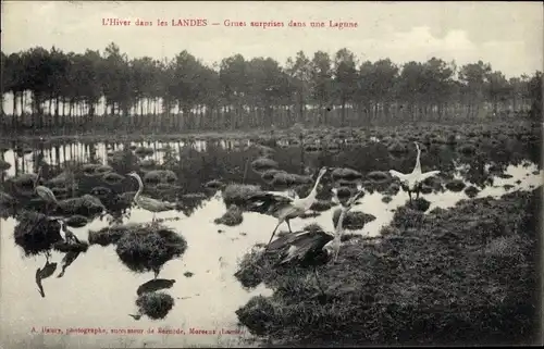 Ak Landes, L'Hiver, Grues surprises dans une Lagune, Kraniche