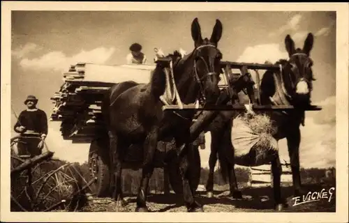 Ak En Guyenne Gascogne, Les mules landaises