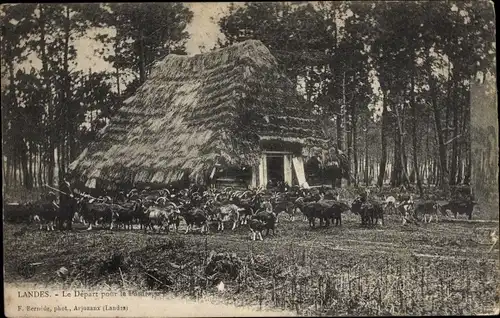 Ak Landes Frankreich, Le Depart pour le Paturage, Ziegenherde