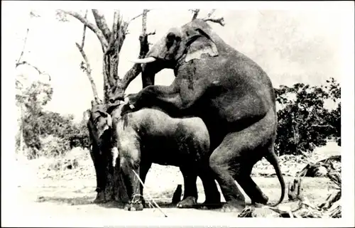 Foto Ak Elefanten während der Paarung