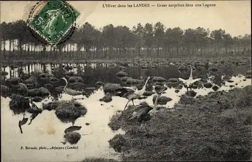 Ak Landes, L'Hiver, Grues surprises dans une Lagune, Kraniche