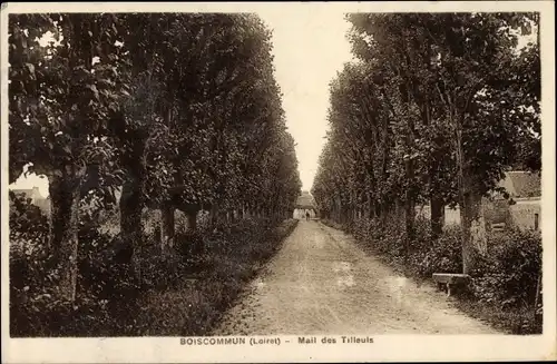 Ak Boiscommun Loiret, Mail des Tilleuls
