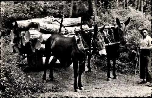 Ak Leon Landes, Attelage de mules