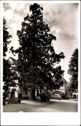 Ak Nonnenhorn am Bodensee, Altdeutsche Weinstube Fürst