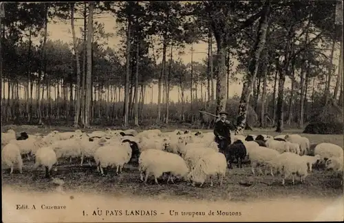 Ak Landes Frankreich, Au Pays Landais, Un troupeau de Moutons